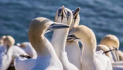 开云体育在线赛事直播-世界女子拳击锦标赛落幕，中国斩获三枚金牌，世界女子拳击锦标赛落幕,中国斩获三枚金牌