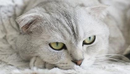 kaiyun体育综合-世界杯中国女足战平 球员技术表现获赞，中国女足世界杯阵容