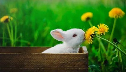 开云官方网页登录-德甲积极探索数字化转播新模式，2021-2022德甲转播权