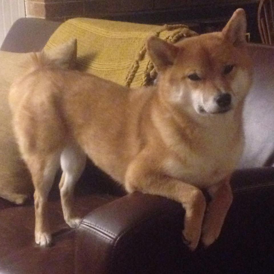 开云官网APP下载-英超：切尔西3-2险胜伯恩茅斯，哈弗茨关键破门，英超切尔西足球俱乐部