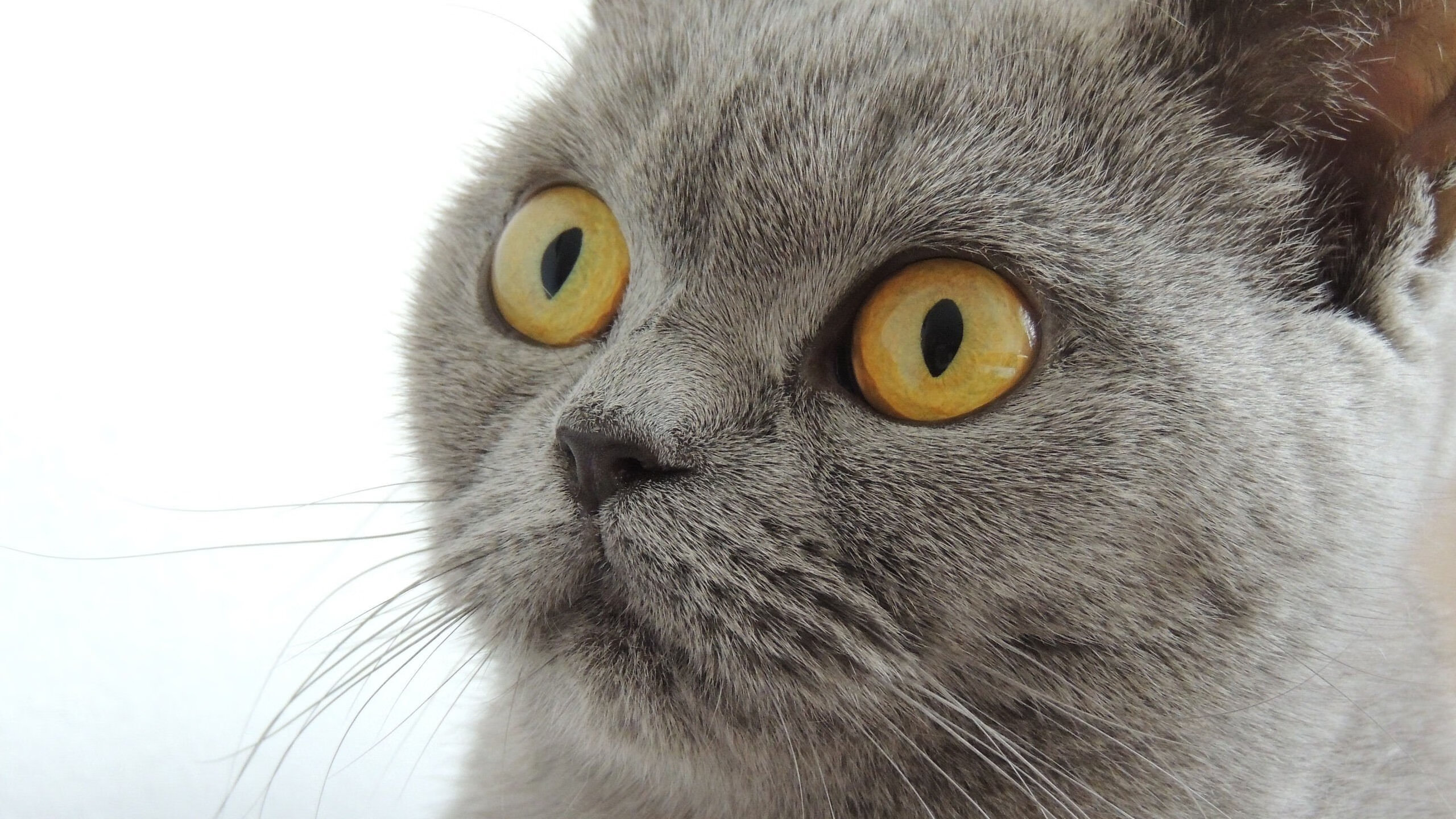 英超：切尔西3-2险胜伯恩茅斯，哈弗茨关键破门，英超切尔西足球俱乐部