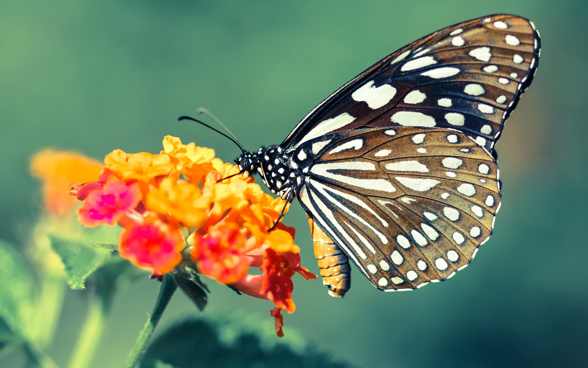 KAIYUNAPP-费城76人恩比德连续多场拿下“30+”，引领东部争冠！，76人城市版球衣恩比德