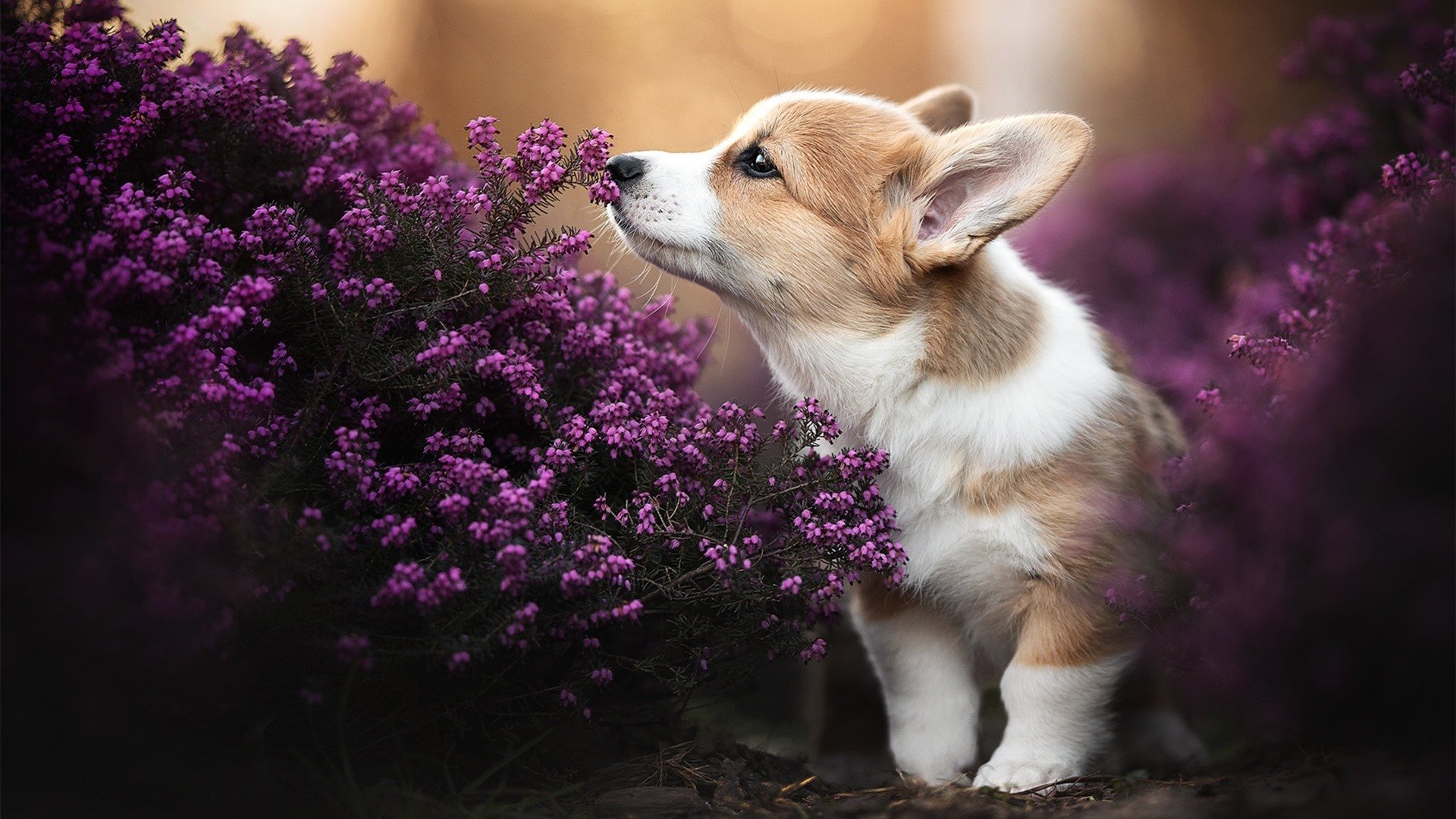 kaiyun-足球与电影：那些足球题材的经典影片，足球题材电影推荐