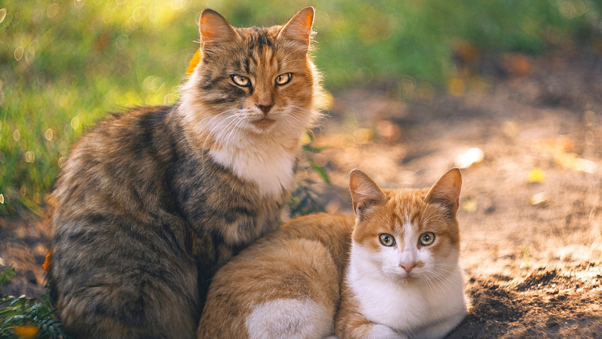 车队分析:技术细节如何左右比赛走向?,赛车的左右