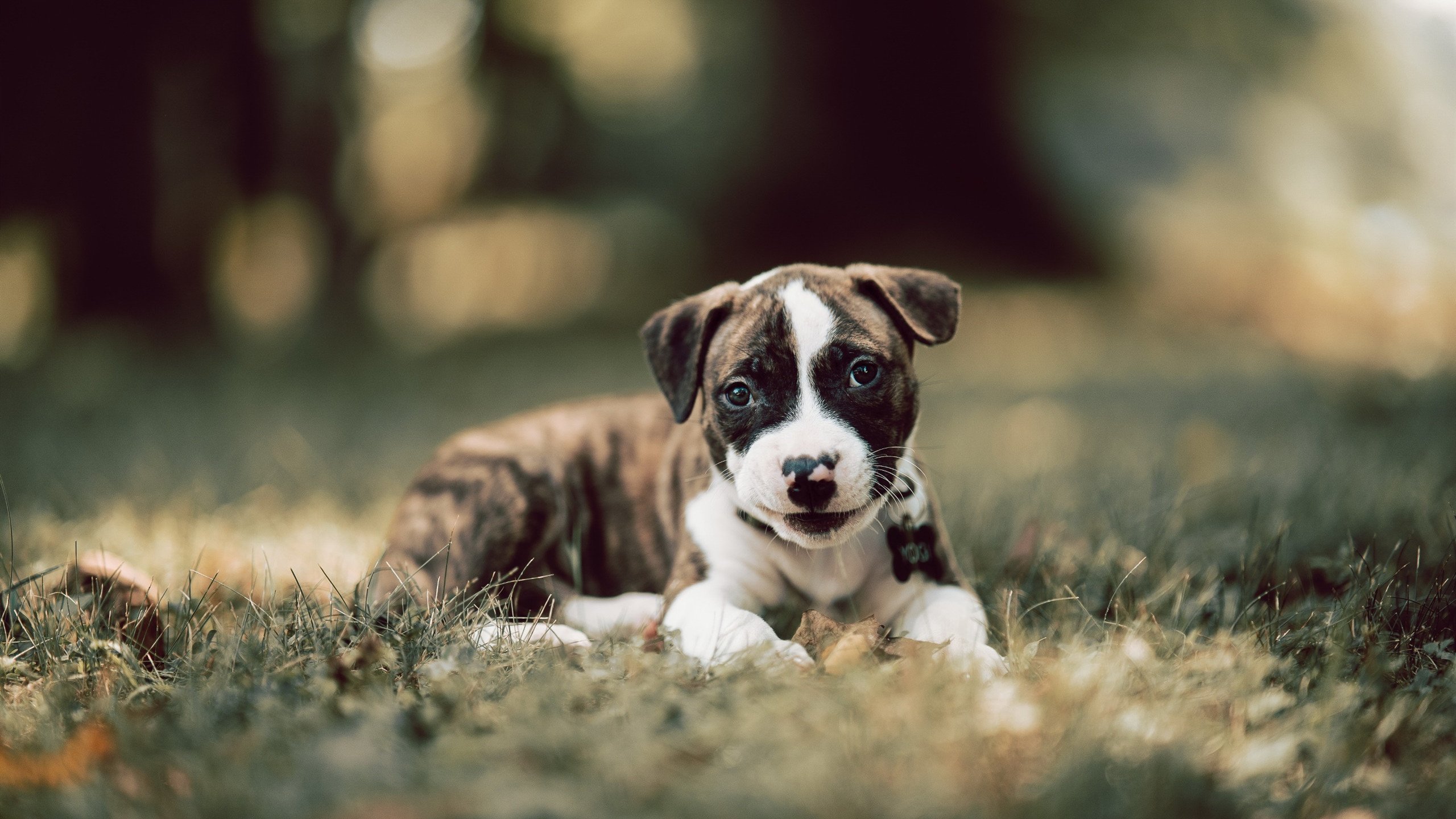 高空绳索障碍挑战,锻炼身体与意志力