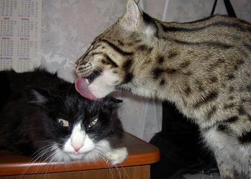 开云中国-拜仁慕尼黑主场2-0战胜弗赖堡，继续领跑德甲，拜仁慕尼黑对阵弗赖堡