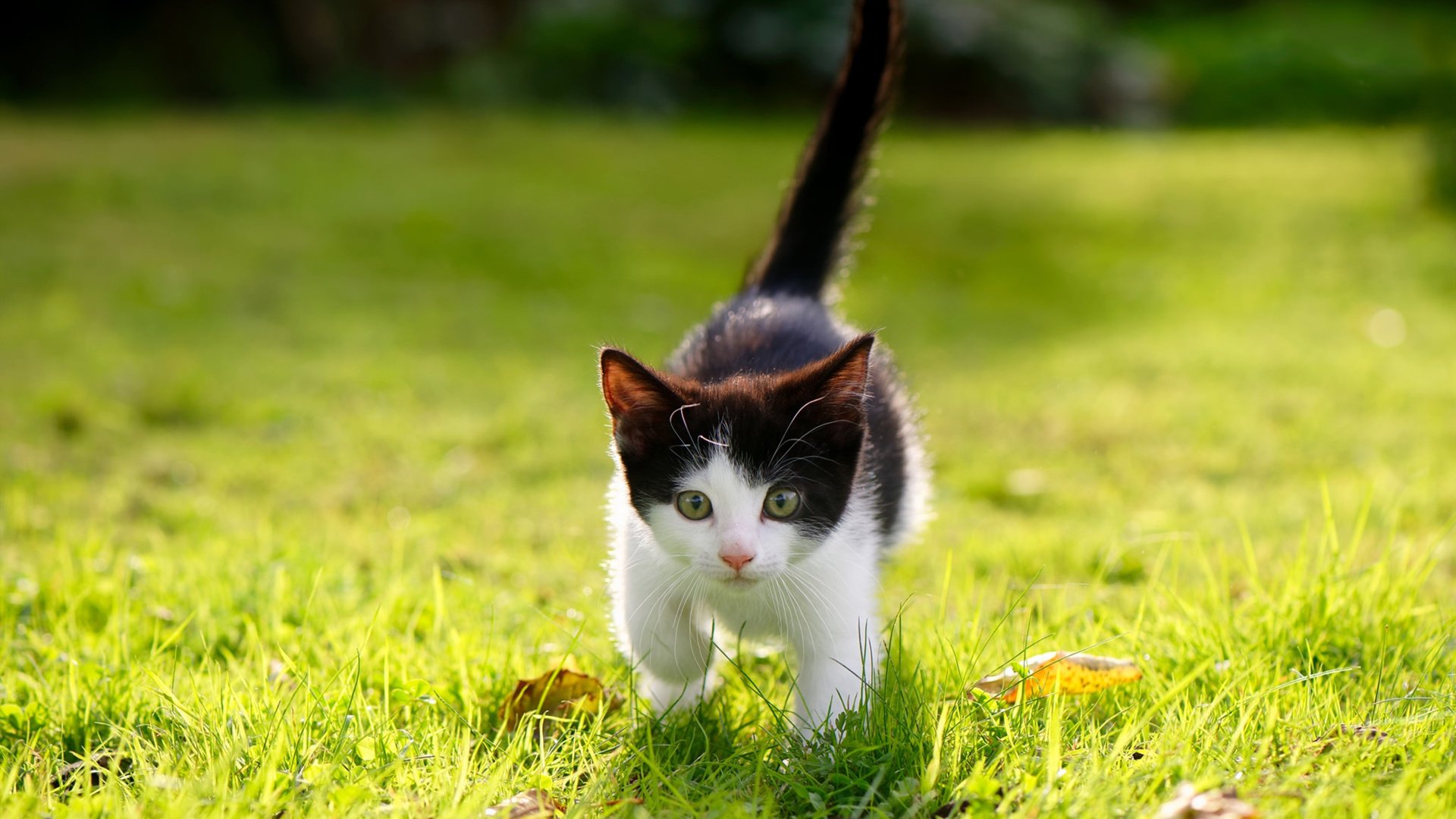 法国女足强势夺冠,成为夺冠热门,法国女足世界排名