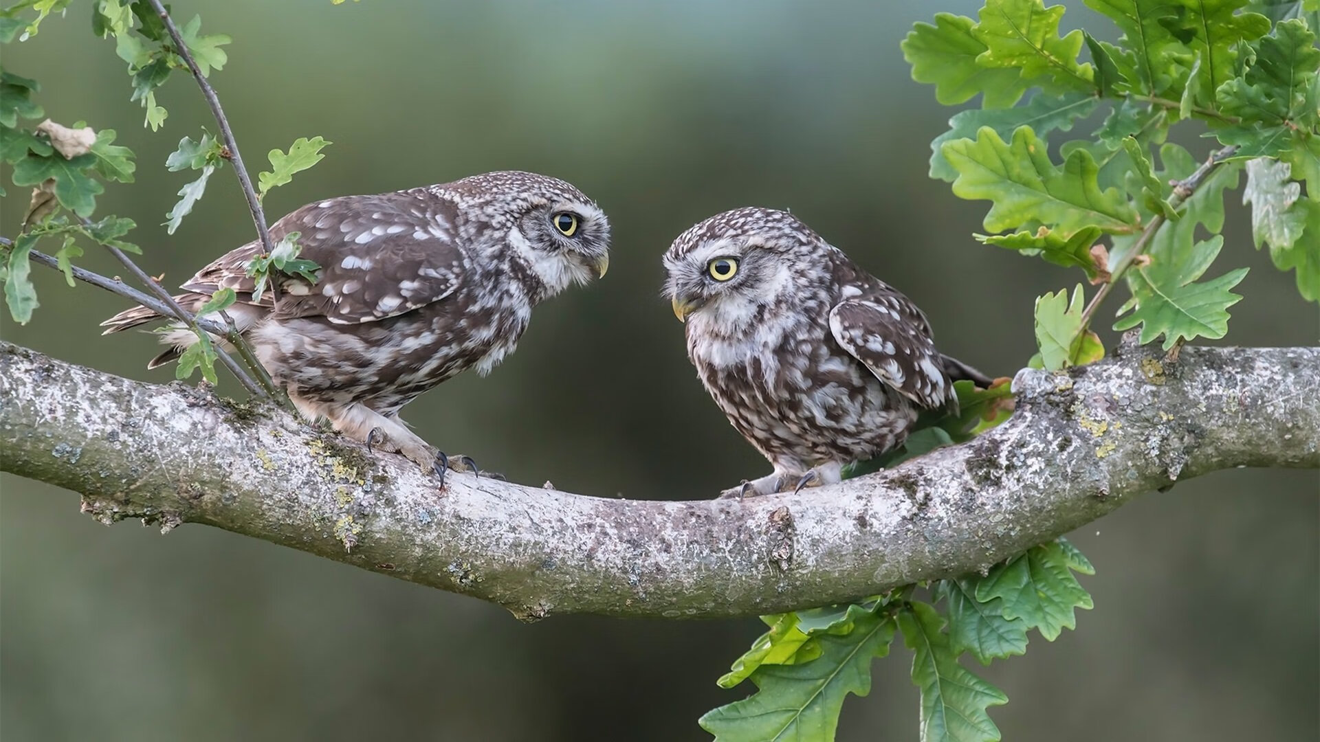 开云官网-贵州男篮坚决不失，球员拼尽全力取得胜利！，贵州篮球2021赛事