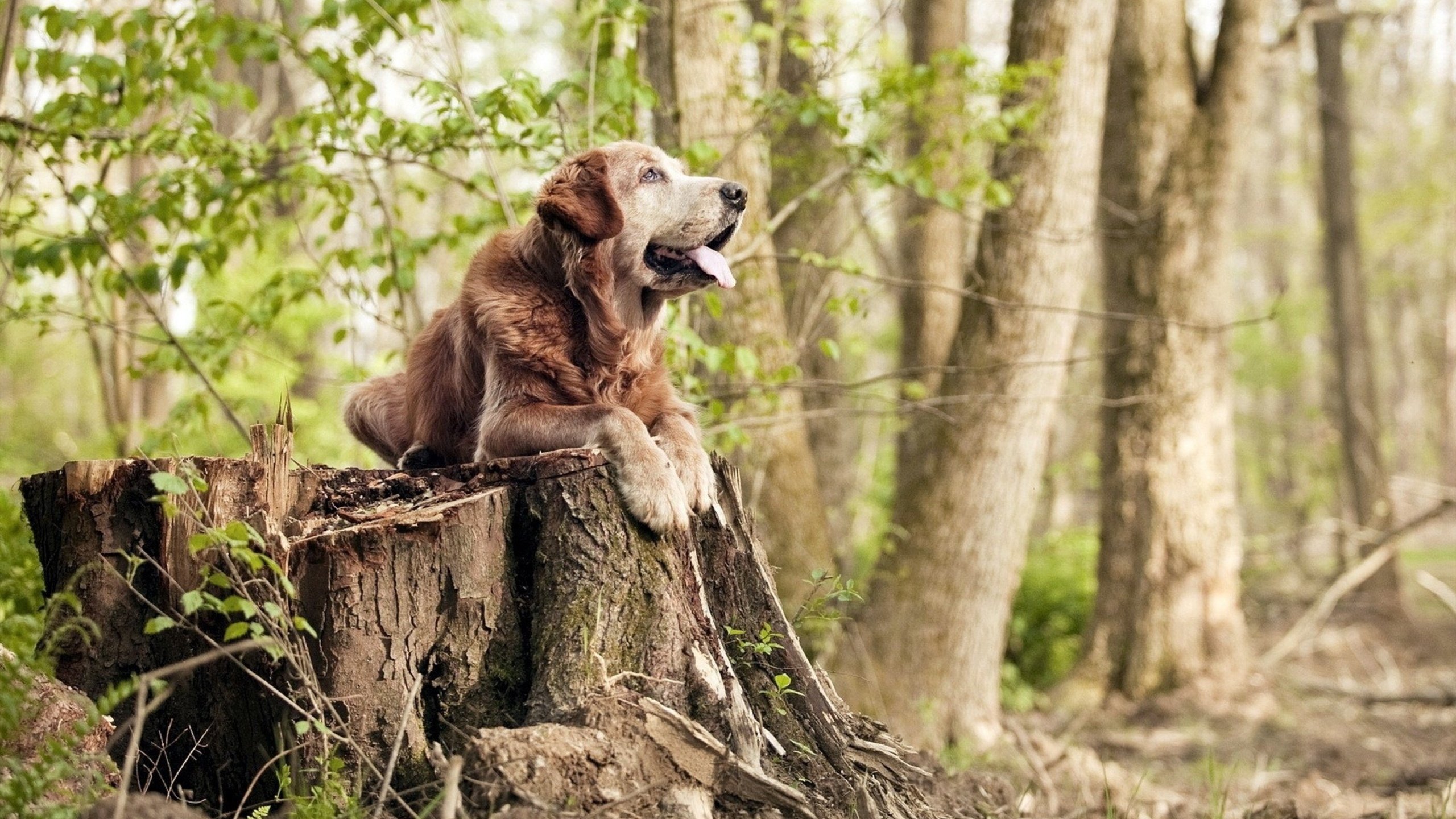 kaiyun体育app-都灵斯图加特战胜对手，以大比分稳固领先优势，都灵vs恩特拉比赛结果