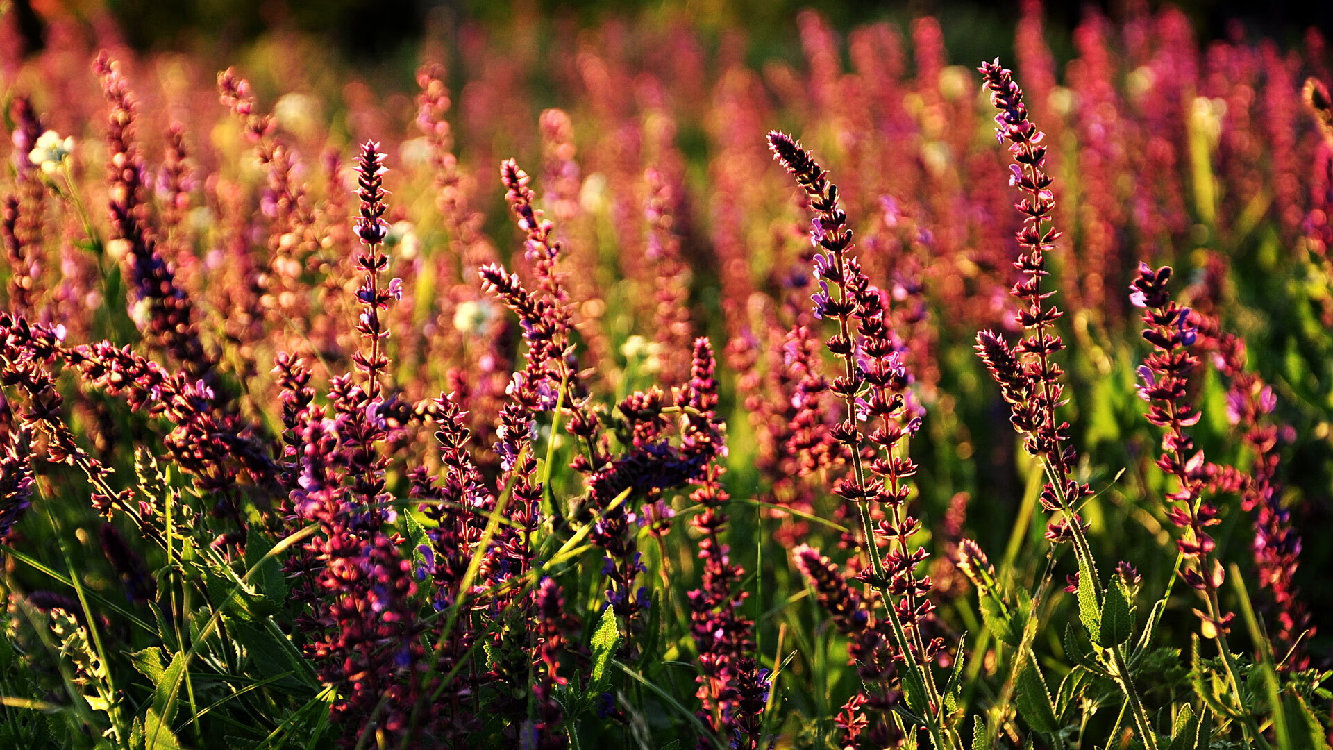 中超联赛国家队战胜 球迷高唱国歌助威，国家队参加中超