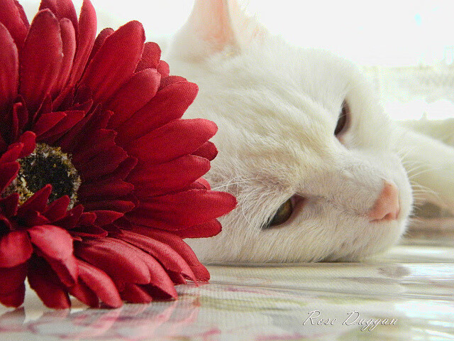 冬奥文化展吸引游客体验冰雪运动魅力,冬奥会冰雪活动策划书