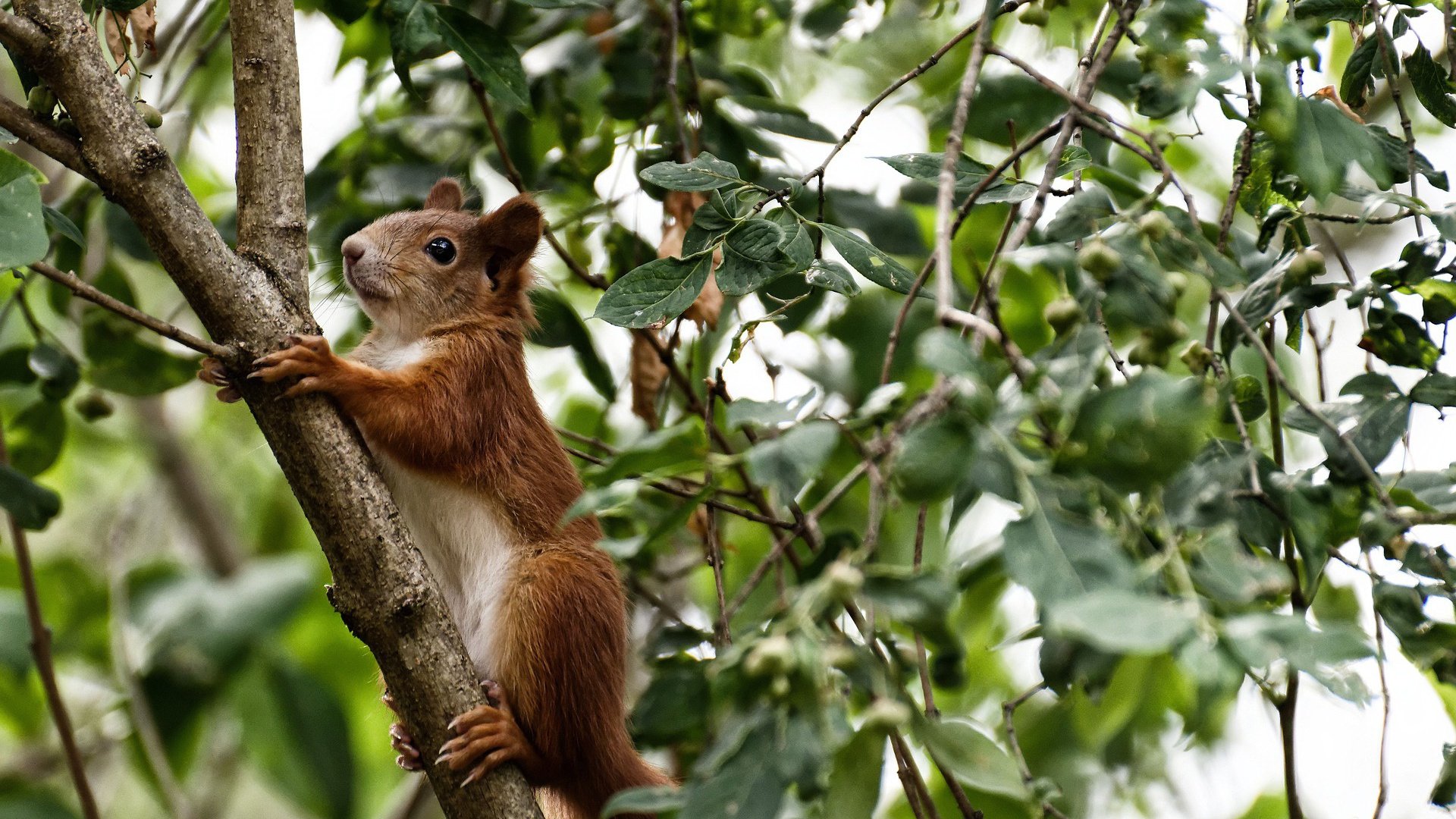 开云平台-南非羚羊队：在防守端的高强度对抗令所有对手无力反击，南非羚羊银币