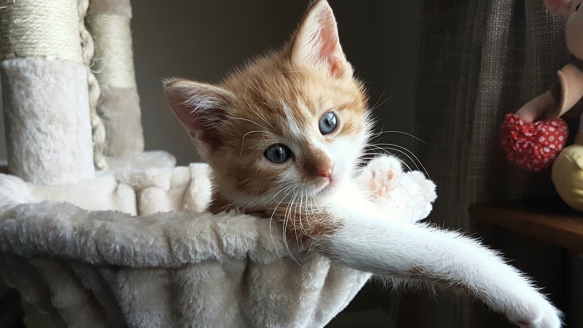 女子篮球发展联盟设立推动联赛规范化建设,女子篮球组织