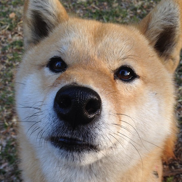 开云官网登录-巴西队在南美预赛中稳定领先，晋级形势乐观