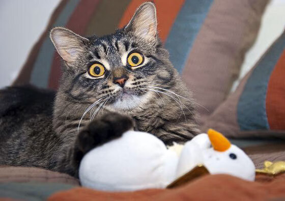 德甲壮观场面:速度与力量的激情碰撞,德甲冲刺速度最快球员