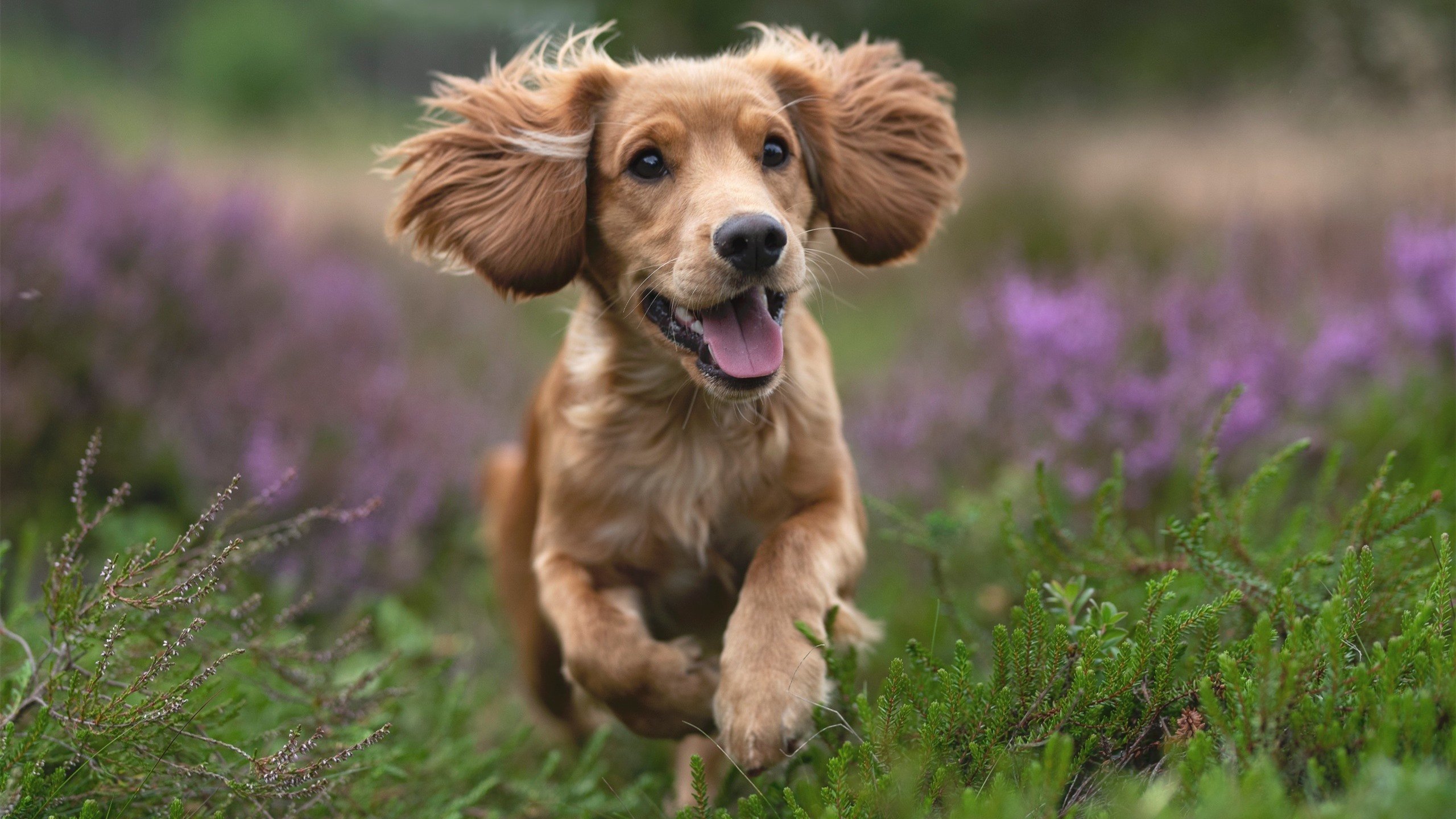 KAIYUN 中国大陆-恩多比·恩乔：他以精准的踢球带领南非队反击对手，恩多罗是哪个国家的城市