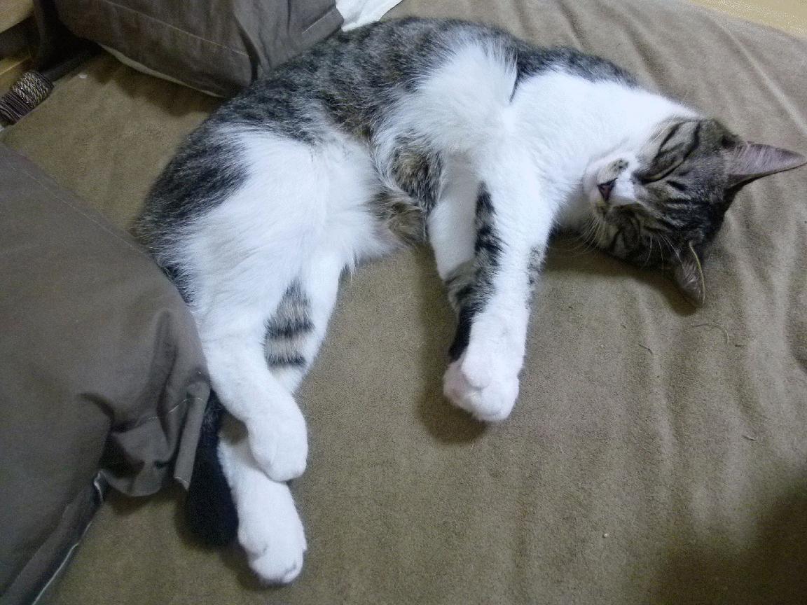 未来足球场地设计趋势,融入更多科技元素,2021足球场地建设规划