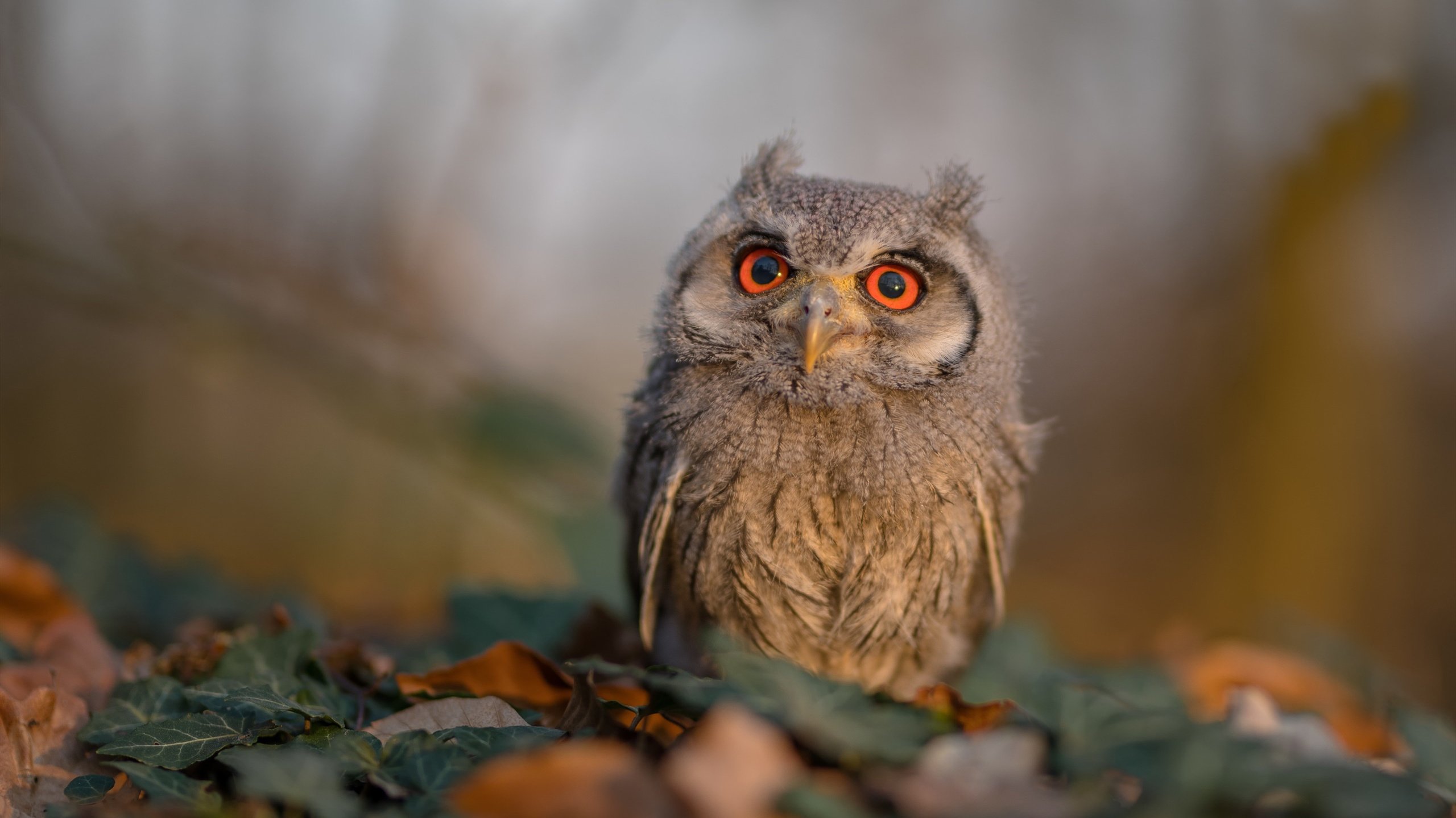 Kaiyun APP-火箭教练强调细节决定连胜延续，2021火箭教练