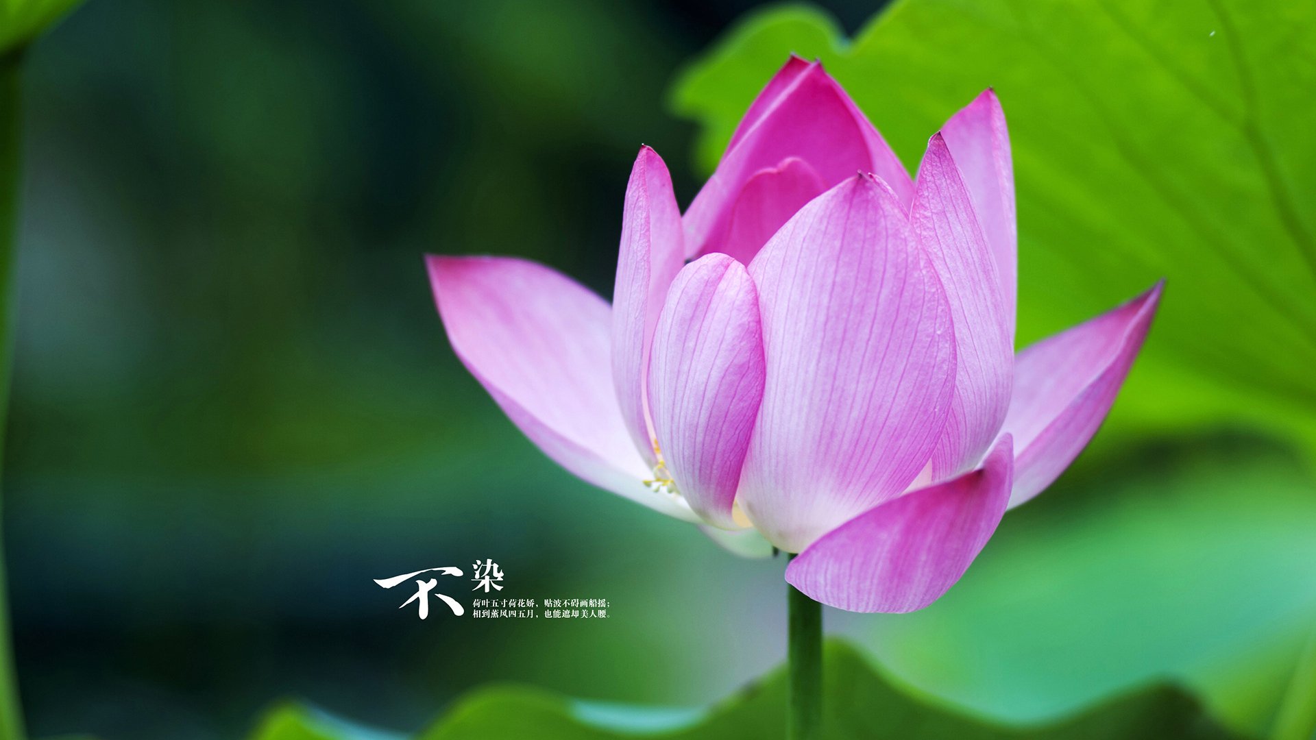 开云体育视频直播-皮特·卡普尔迅猛的反应速度，成为袋鼠队进攻的加速器，皮特卡瑞尔