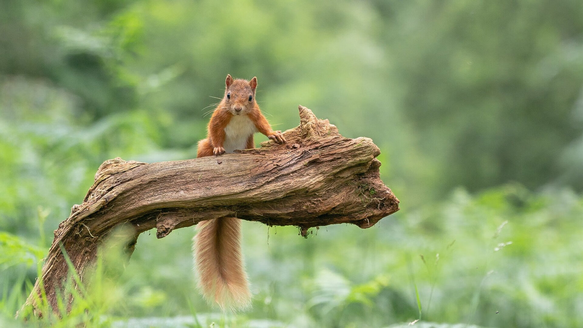 开云体育网页版入口-艾比·德尔福：稳定的防守使南非队保持全场优势，比尔和艾德